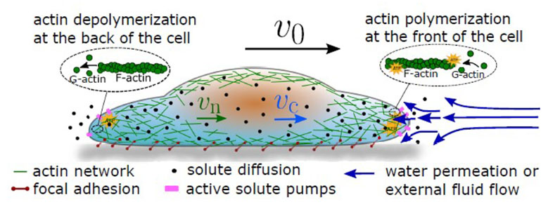 A diagram of a two-phase cell migration model where the cytosol and the actin network are equally treated.
